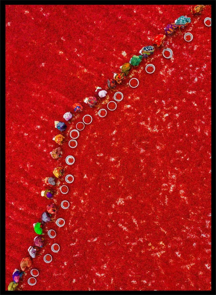 Picking Red Chilies by Azim Khan Ronnie aerial photography print showing workers harvesting red chilli fields Bangladesh, cultural documentary wall art poster