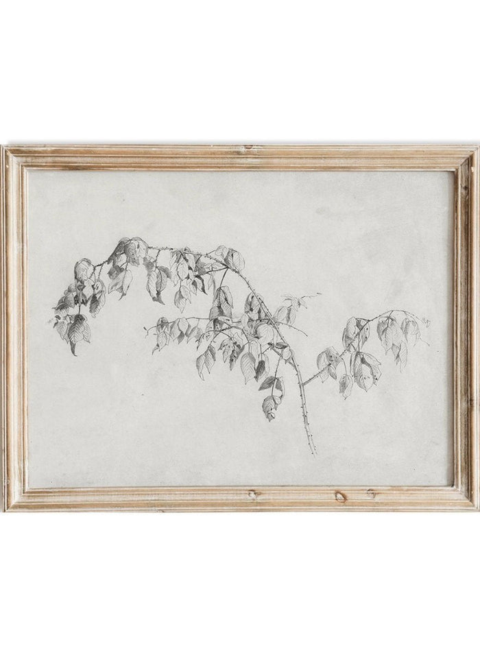 "Blackberry" Branch Sketch Art Print_Sugar & Canvas_Andrew Fisher Bunner