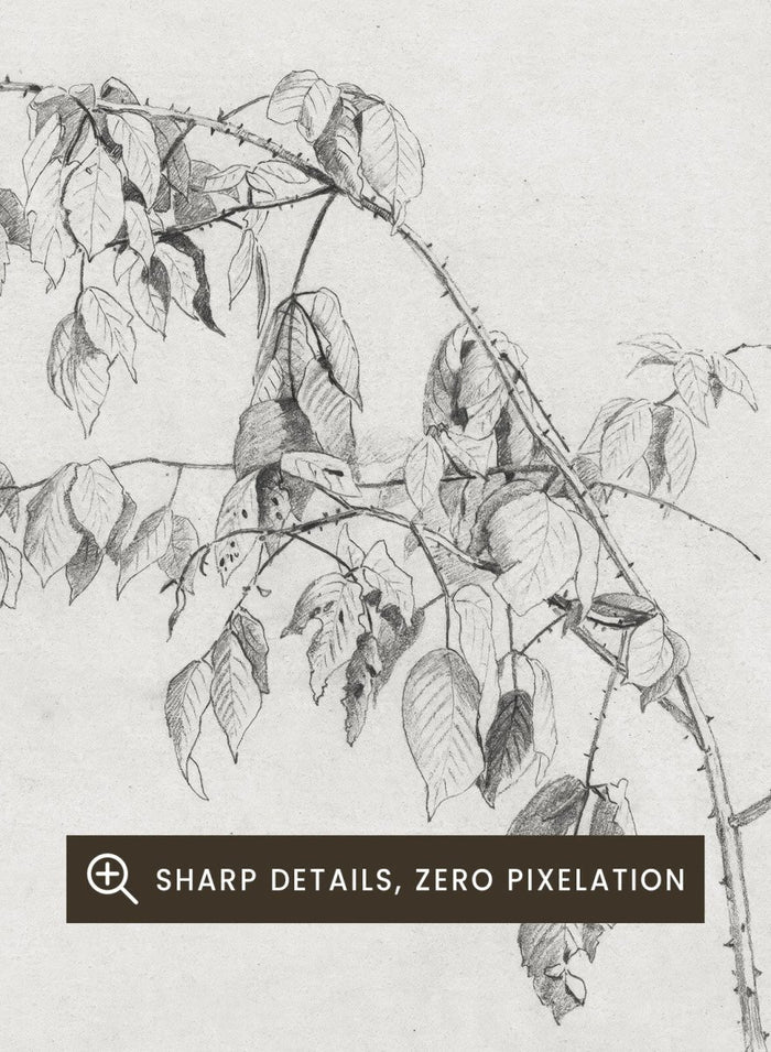 "Blackberry" Branch Sketch Art Print_Sugar & Canvas_Andrew Fisher Bunner