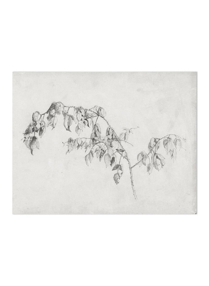 "Blackberry" Branch Sketch Art Print_Sugar & Canvas_Andrew Fisher Bunner