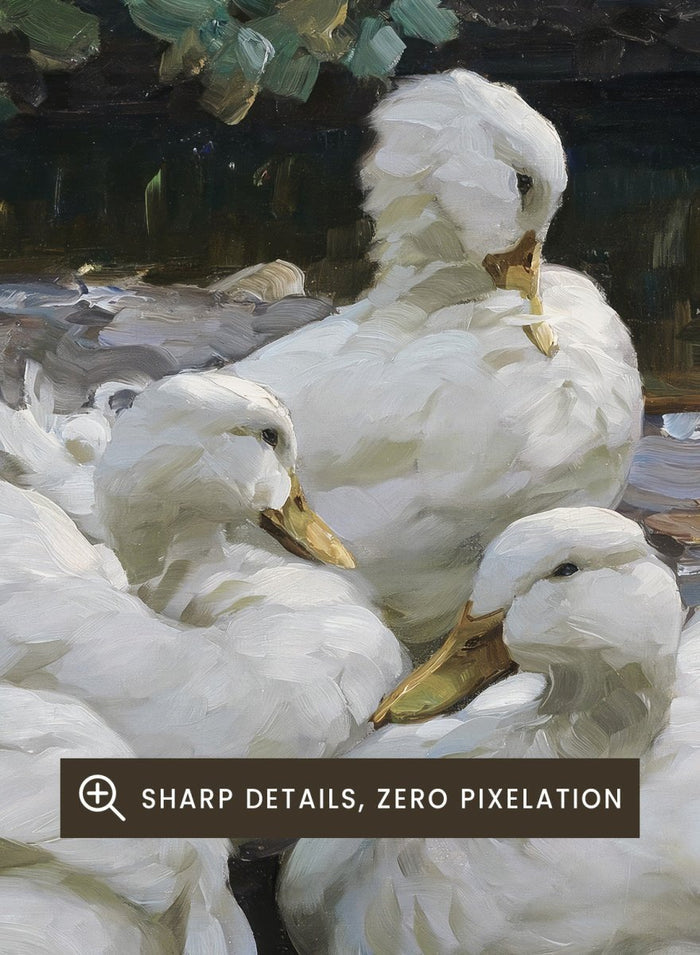 "Five Resting White Ducks" Art Print_Sugar & Canvas_Alexander Koester