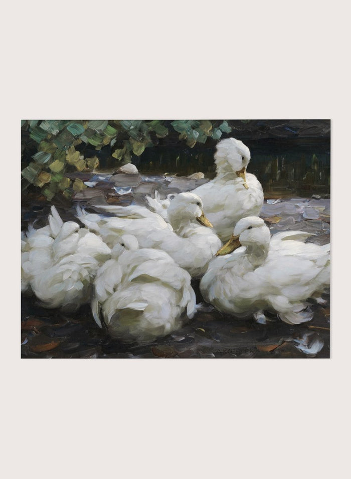 "Five Resting White Ducks" Art Print_Sugar & Canvas_Alexander Koester