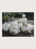 "Five Resting White Ducks" Art Print_Sugar & Canvas_Alexander Koester