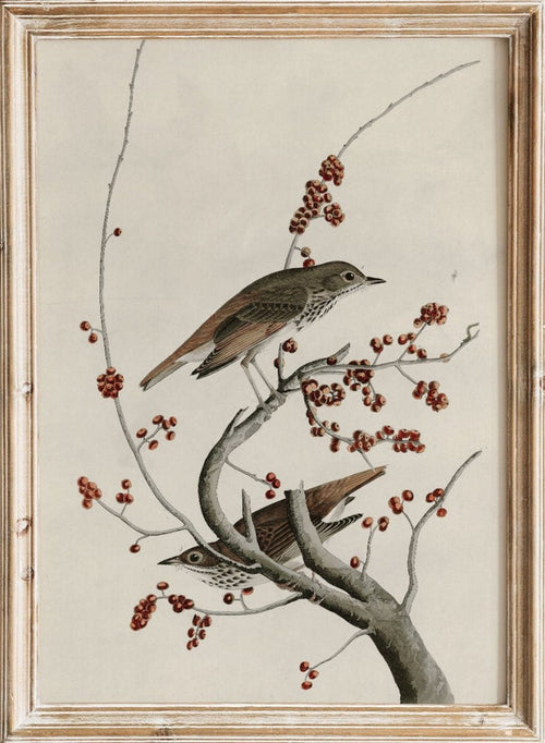"Hermit Thrush" Art Print_Sugar & Canvas_John James Audubon