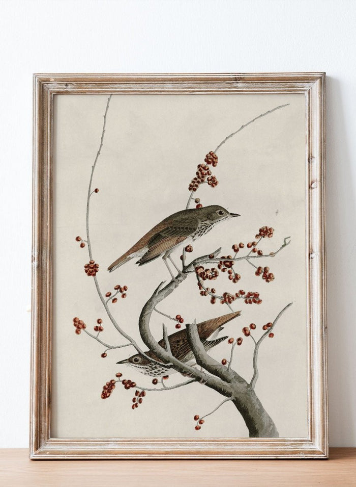 "Hermit Thrush" Art Print_Sugar & Canvas_John James Audubon
