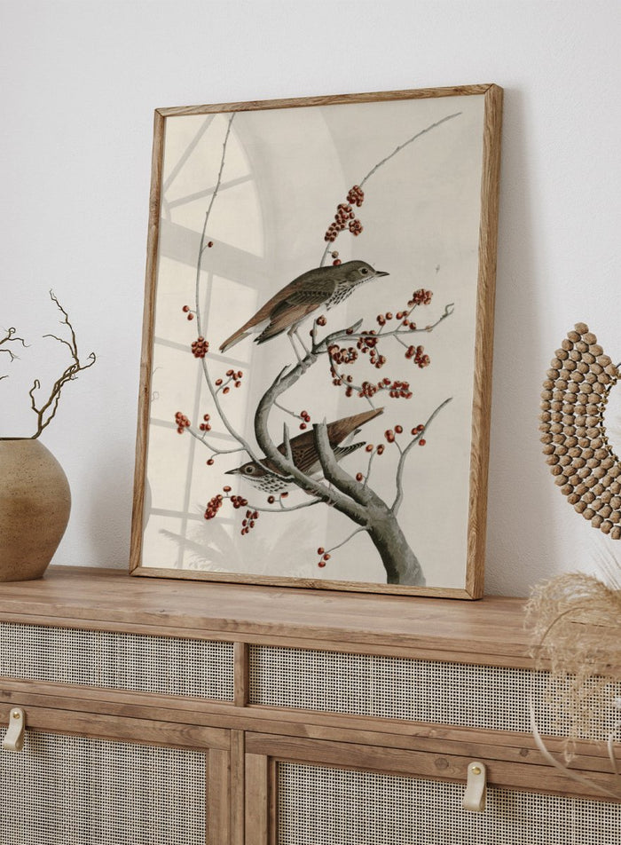 "Hermit Thrush" Art Print_Sugar & Canvas_John James Audubon