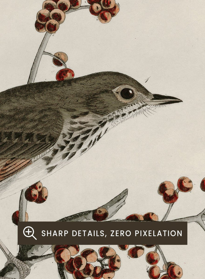 "Hermit Thrush" Art Print_Sugar & Canvas_John James Audubon