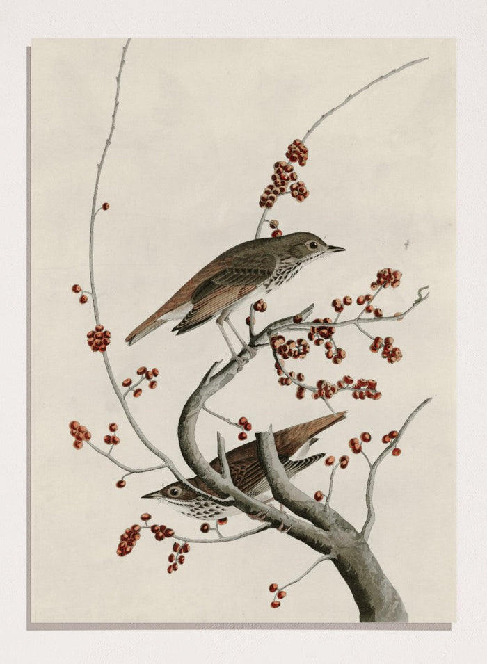 "Hermit Thrush" Art Print_Sugar & Canvas_John James Audubon