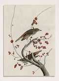 "Hermit Thrush" Art Print_Sugar & Canvas_John James Audubon