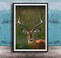 A close-up portrait of an impala, a large antelope species, with its distinctive curved horns prominently displayed.