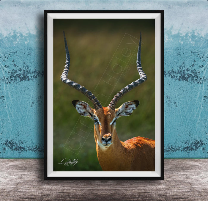 A close-up portrait of an impala, a large antelope species, with its distinctive curved horns prominently displayed.