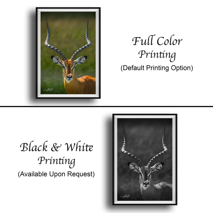 The image is a collage of two framed pictures. The top picture is a full color print of a gazelle with large horns, and the bottom picture is a black and white print of the same gazelle. The text below the images indicates that the full color printing is available upon request, and the black and white print is not.