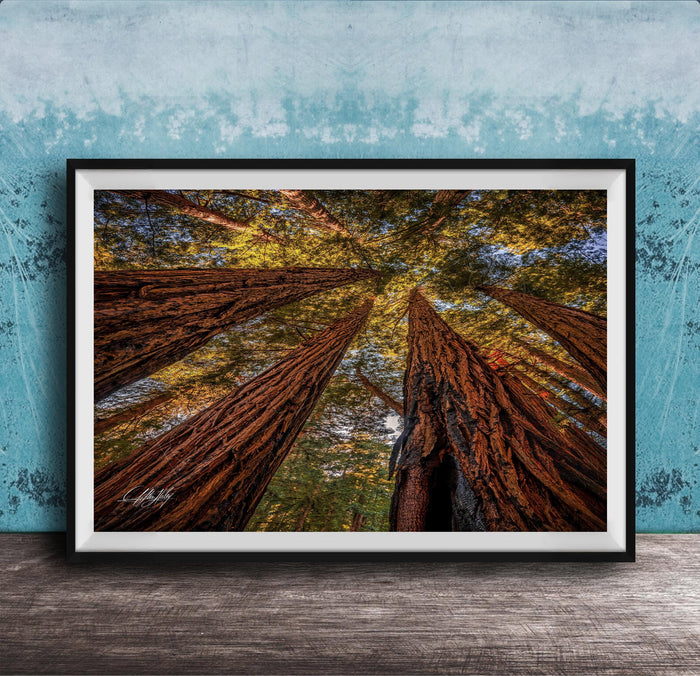 The image is a framed photograph of a forest scene, featuring tall trees with brown trunks and vibrant green leaves reaching upwards towards a blue sky.