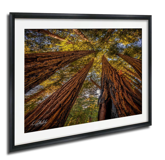 a dense forest with towering redwood trees reaching up towards the sky, creating a sense of depth and scale.
