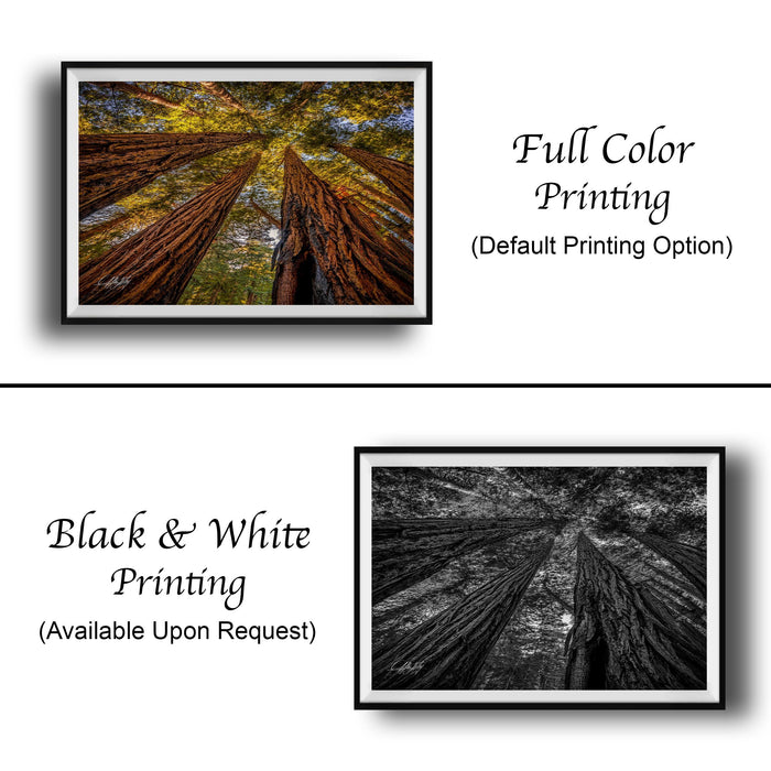 The image is a collage of two framed photographs. The top photograph is a full color print of a forest scene with tall trees, while the bottom photograph is a black and white print of the same forest scene. Both prints are framed and available upon request.