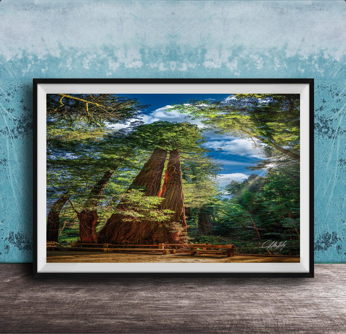 A framed photograph depicting a serene forest scene with towering trees, a wooden walkway, and a blue sky with clouds.