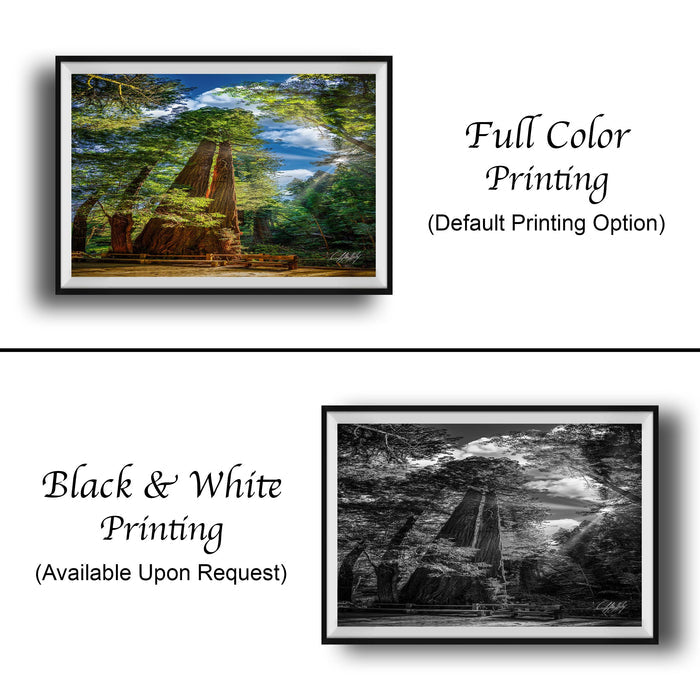 The image is a collage of two framed pictures. The top picture is a full color print of a lush forest scene, while the bottom picture is a black and white print of a similar forest scene. Both pictures are framed and available upon request.