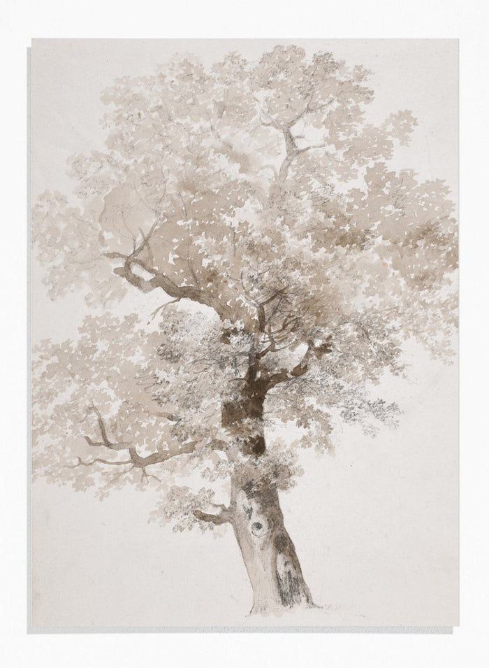 "Study of a Tree" Art Print_Sugar & Canvas_Jacques-Raymond Brascassat