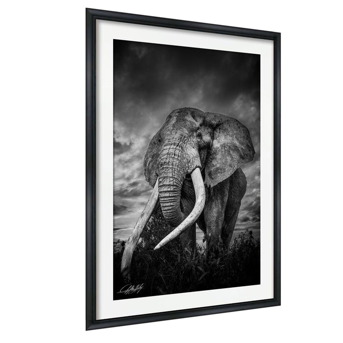 A majestic elephant stands in a grassy field, its large tusks and trunk prominently displayed against a dramatic cloudy sky.