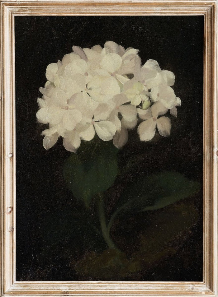 "White Hydrangea" Art Print_Sugar & Canvas_Stuart Park