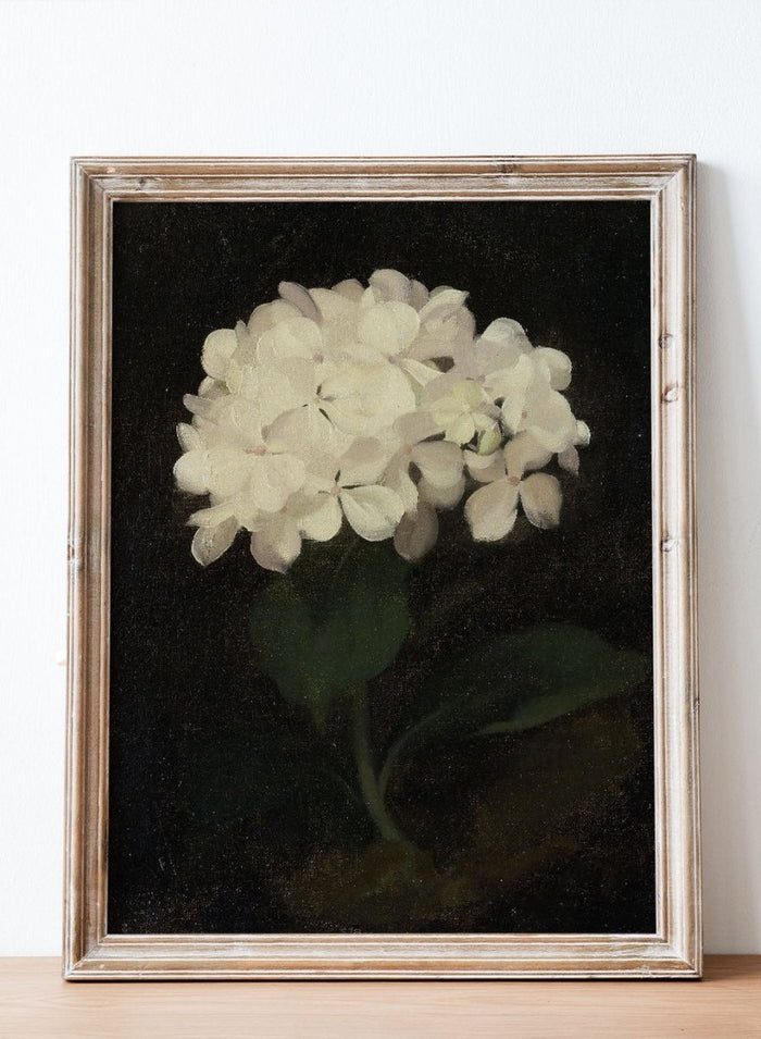 "White Hydrangea" Art Print_Sugar & Canvas_Stuart Park