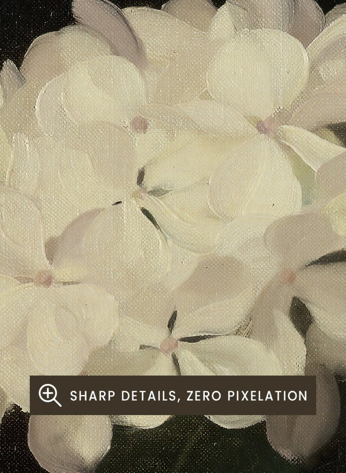 "White Hydrangea" Art Print_Sugar & Canvas_Stuart Park
