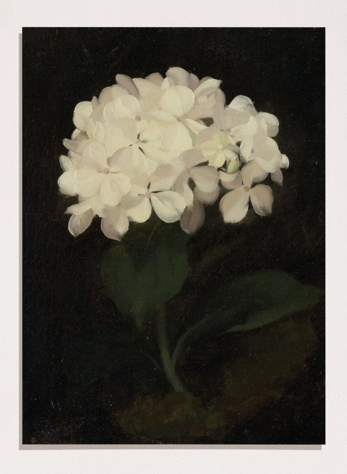 "White Hydrangea" Art Print_Sugar & Canvas_Stuart Park