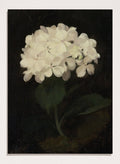 "White Hydrangea" Art Print_Sugar & Canvas_Stuart Park